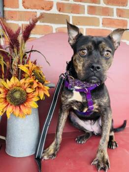 Rescue Boston Terrier Dogs for Adoption in Pottstown, Pennsylvania - Berri | PetCurious