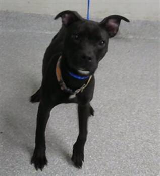 Staffordshire Bull Terrier and Mixed Breed Dogs Available for Adoption - YETI | PetCurious