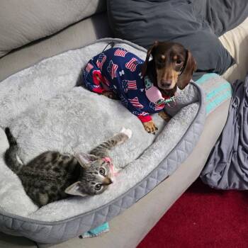 POPPY -  Dachshund Dog for Adoption in Chicopee, Massachusetts - POPPY | PetCurious