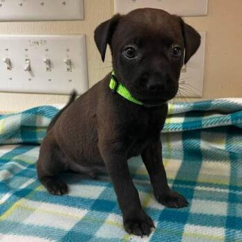 Ares -  Terrier Dog for Adoption in Sunrise Beach, Missouri - Ares | PetCurious