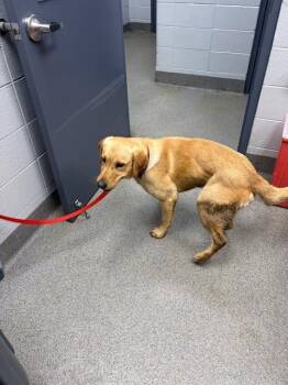 Labrador Retriever Dogs Available for Adoption - SANDMAN | PetCurious