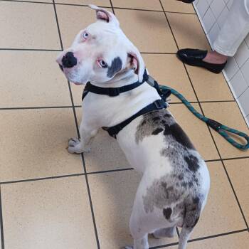 Pit Bull Terrier Dogs Available for Adoption - Ma`am | PetCurious