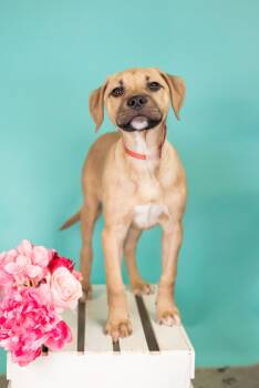Mastiff Dogs Available for Adoption in Brighton, Colorado - 338-26 | PetCurious