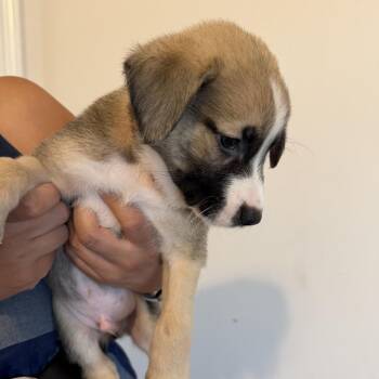 Yogi -  Belgian Shepherd Malinois and Black Mouth Cur Dog for Adoption in New Orleans, Louisiana - Yogi | PetCurious