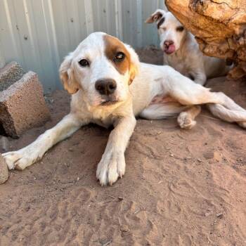 Frontflip -  Mixed Breed Dog for Adoption in Moab, Utah - Frontflip | PetCurious