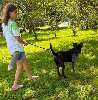 Sassy -  American Staffordshire Terrier Dog for Adoption in Inez, Texas - Sassy | PetCurious