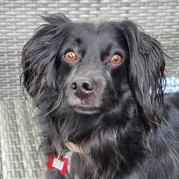 Walker -  Papillon and Spaniel Dog for Adoption - Walker | PetCurious