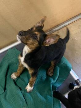 Terrier and Mixed Breed Dogs Available for Adoption - Opal | PetCurious