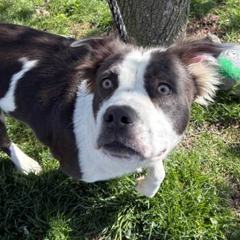 Mixed Breed and Border Collie Dogs Available for Adoption in East Hanover, New Jersey - Gladys | PetCurious