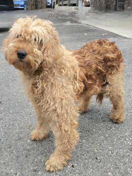 Rescue Goldendoodle Dogs for Adoption in Wheelersburg, Ohio - Tori | PetCurious