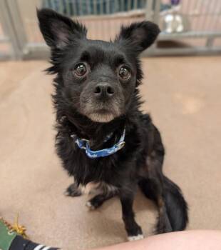Chocolate -  Chihuahua Dog for Adoption in Santa Rosa, California - Chocolate | PetCurious