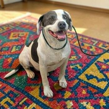 Frankie -  Mixed Breed Dog for Adoption in Boaz, Alabama - Frankie | PetCurious