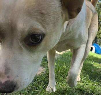 Galaxy -  Shepherd and Mixed Breed Dog for Adoption in Blue Ridge, Georgia - Galaxy | PetCurious