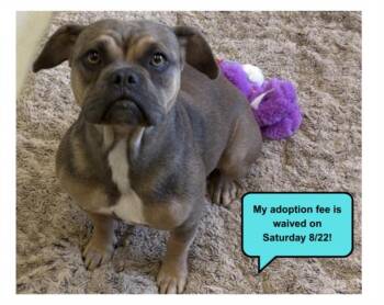 VIOLET* -  French Bulldog and Mixed Breed Dog for Adoption in Santa Cruz, California - VIOLET* | PetCurious