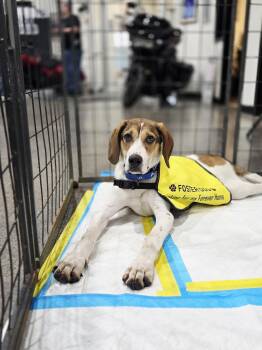 Rescue Hound Dogs for Adoption in Salamanca, New York - Watson *new Puppy* | PetCurious