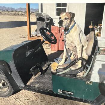Boxer Dogs Available for Adoption in Yuma, Arizona - Spot | PetCurious