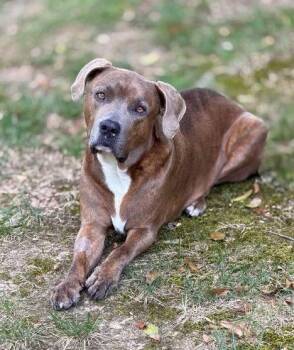Louie Peanut -  Pit Bull Terrier and Labrador Retriever Dog for Adoption in Princeton, Massachusetts - Louie Peanut | PetCurious