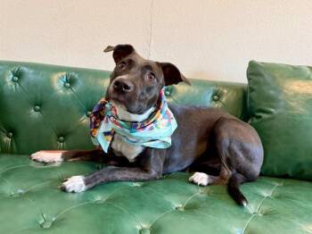 Toffee Tumblebean -  Pit Bull Terrier and Labrador Retriever Dog for Adoption in Friendswood, Texas - Toffee Tumblebean | PetCurious