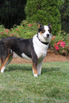 Jango -  Australian Cattle Dog Blue Heeler Dog for Adoption in Charlotte, North Carolina - Jango | PetCurious