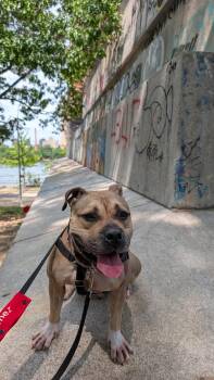 Chop -  Mixed Breed Dog for Adoption - Chop | PetCurious