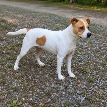Suki -  Terrier and Mixed Breed Dog for Adoption in Hagerstown, Maryland - Suki | PetCurious