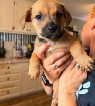 Sprout -  Jack Russell Terrier Dog for Adoption in Kalamazoo, Michigan - Sprout | PetCurious
