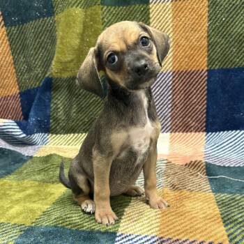 Evangeline -  Dachshund and Terrier Dog for Adoption in Beaumont, Texas - Evangeline | PetCurious