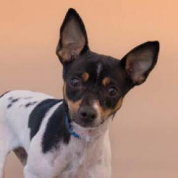 Delilah -  Rat Terrier and Mixed Breed Dog for Adoption in Palm Springs, California - Delilah | PetCurious