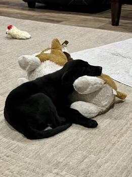 David / Stormy -  Labrador Retriever Dog for Adoption in Broomfield, Colorado - David / Stormy | PetCurious