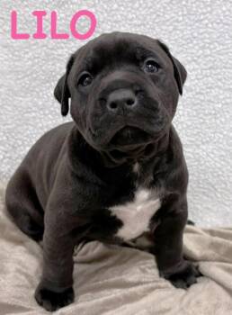 Staffordshire Bull Terrier and Cane Corso Dogs Available for Adoption in Aurora, Nebraska - Lilo | PetCurious