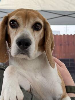 Beagle Dogs Available for Adoption - Alfie | PetCurious