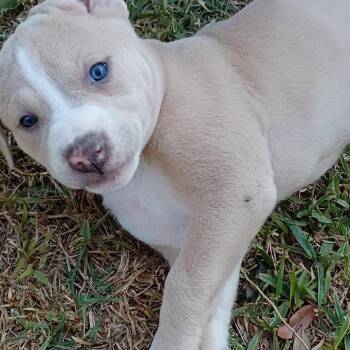 Pit Bull Terrier and Rhodesian Ridgeback Dogs Available for Adoption in Austin, Texas - Blazer | PetCurious