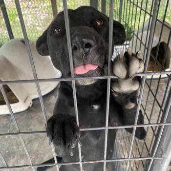 German Shepherd Dog and Mixed Breed Dogs Available for Adoption in Jacksboro, Tennessee - Sirona | PetCurious