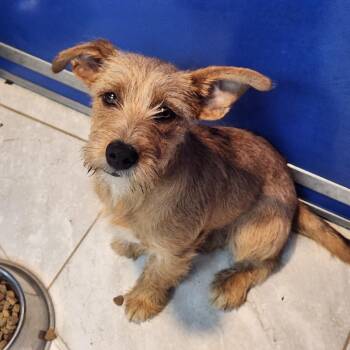 George -  Wirehaired Terrier Dog for Adoption in Walnutport, Pennsylvania - George | PetCurious