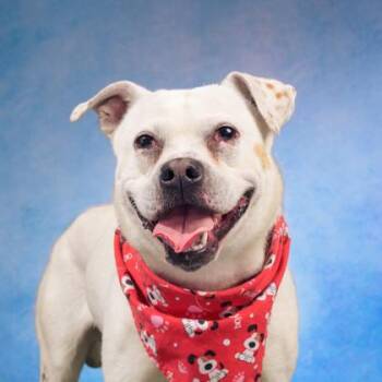 Nixon -  Mixed Breed Dog for Adoption in Atlanta, Georgia - Nixon | PetCurious