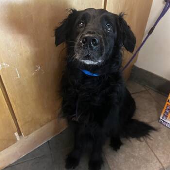 George (ON) -  Mixed Breed Dog for Adoption in Chattanooga, Tennessee - George (ON) | PetCurious
