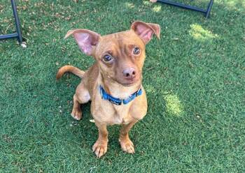 Chihuahua and Mixed Breed Dogs Available for Adoption in Santa Clara, California - TEDDY | PetCurious