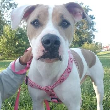 Katniss -  Pit Bull Terrier Dog for Adoption in Baltimore, Maryland - Katniss | PetCurious