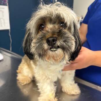 Daffy -  Shih Tzu Dog for Adoption in Newark, New Jersey - Daffy | PetCurious