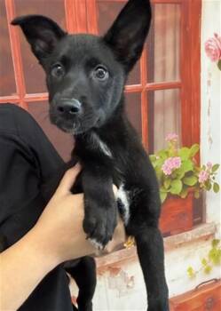 Labrador Retriever and Mixed Breed Dogs Available for Adoption in San Bernardino, California - JUJU | PetCurious