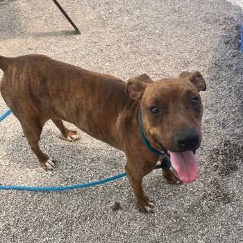 Elvira -  Hound Dog for Adoption in Springfield, Illinois - Elvira | PetCurious