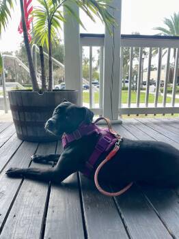 Black Labrador Retriever and Boxer Dogs Available for Adoption in Sanford, Florida - Rosie FH | PetCurious
