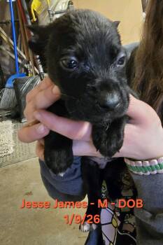 Australian Cattle Dog Blue Heeler and Beagle Dogs Available for Adoption - Jesse James | PetCurious