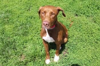 Labrador Retriever and Mixed Breed Dogs Available for Adoption in Kansas City, Missouri - Fern | PetCurious