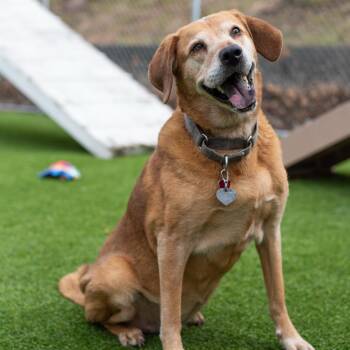 Hound Dogs Available for Adoption in Warwick, Rhode Island - Sarah | PetCurious
