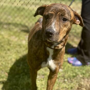 Mixed Breed Dogs Available for Adoption in Cranston, Rhode Island - LAILA | PetCurious