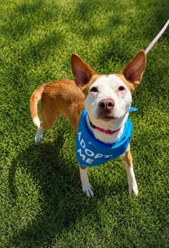 Rosie -  Terrier Dog for Adoption in Lindenhurst, New York - Rosie | PetCurious
