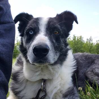 Rescue Australian Shepherd Dogs for Adoption in Oregon, Wisconsin - Uno | PetCurious