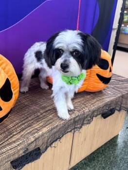 Pudding -  Shih Tzu Dog for Adoption in San Tan Valley, Arizona - Pudding | PetCurious