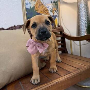 American Staffordshire Terrier and Pit Bull Terrier Dogs Available for Adoption in Friendswood, Texas - LaBelle Tulip | PetCurious